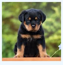 American rottweilers were bred to be bigger, which came with the unexpected consequence of these dogs being aggressive. Want More Out Of Your Life Rottweiler Puppies For Sale Rottweiler Puppies For Sale Rottweiler Puppies For Sale Dog Breed