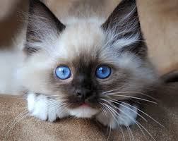 Cute ragdoll kitty cat with blue eyes sitting straight on grass in a garden. Ragdoll Cat With Blue Eyes Dinoanimals Com