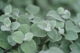 Image result for Helichrysum nitens