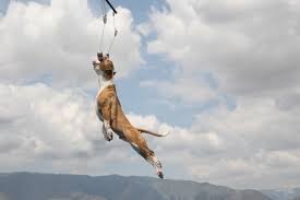 The Perfect American Pitbull Terrier Page 2 Jumping Dog American Pitbull Terrier Pitbull Terrier