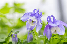 Image result for Aquilegia flabellata ministar