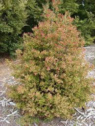 Image result for Phyllocladus