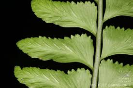 Image result for Asplenium inaequilaterale