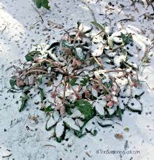 In colder areas, use a cold frame or frost cloth to extend the season. My North Carolina Winter Garden