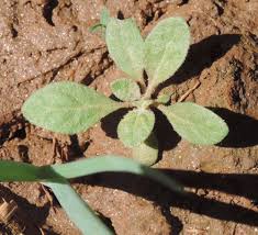 Image result for Glinus lotoides