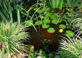 Water Garden Designs By Tharpe Landscaping Co Landscape Company Rustburg Virginia Facebook 37 Photos