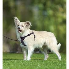 Maybe you would like to learn more about one of these? Petsmart Easy Walk Harness Off 78 Www Usushimd Com