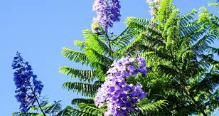 Image result for Jacaranda mimosifolia