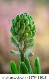 Image result for Hyacinthaceae