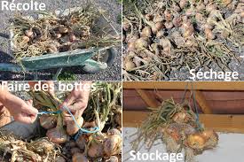 Comment Conserver Les Oignons Et Les Echalottes