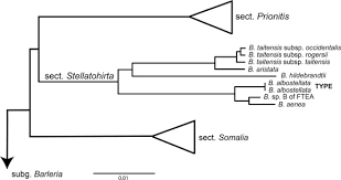 Image result for Barleria crossandriformis