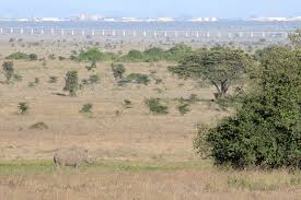 Habitat loss has significant, consistently negative effects on biodiversity. Why Are Rhinos Endangered