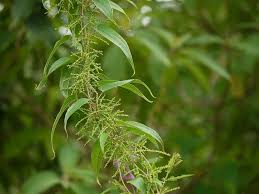 Image result for Dioscorea cotinifolia