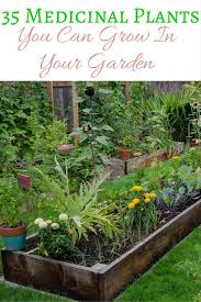 35 Easy To Grow Medicinal Plants To Make Your Own Herbal Remedies Plants Medicinal Herbs Garden Medicinal Plants