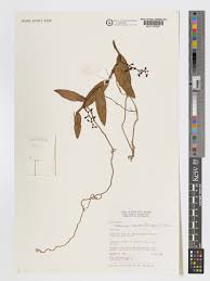 Image result for Solenangis clavata