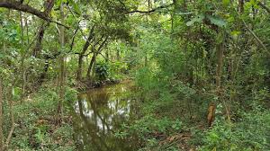 Image result for Behnia reticulata