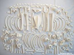 Animal Bones For Sale Dog Skeleton Skull And Bones Animal Bones