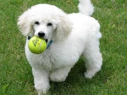Poodle Elityavru Com