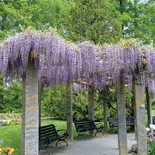 Blue Moon Wisteria Wisteria Plant American Wisteria Wisteria