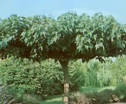 Image P Pini Res Couli Chata Gniers Noyers Plantes Ornementales Murier Platane Plante Ornementale Murier