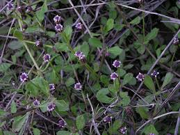 Image result for Phyla nodiflora