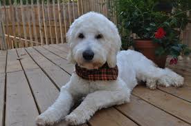 Maybe you would like to learn more about one of these? Heaven On Earth Goldendoodles