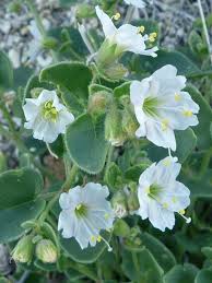 Image result for Baissea viridiflora