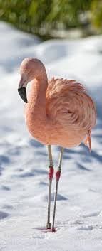A Pink Flamingo In The Snow Flamingo Hayvanlar Kus