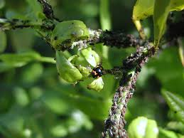 Leaves begin to yellow and wither, the leaves may. Aphids In Citrus Agriculture And Food