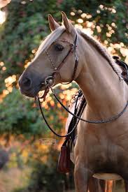 La Creacion De Nuestro Padre Los Animales Gudelia Santana Pretty Horses Horses Beautiful Horses