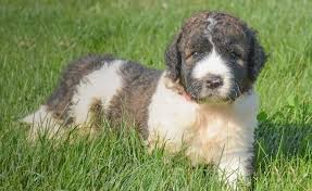 This pup makes the perfect addition. Saint Berdoodle Top Facts Complete Guide Animal Corner