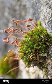 Image result for Hymenophyllum capillare
