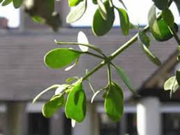 It is the only speci. Mistletoe