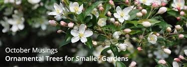We did not find results for: Gardening Features From Crocus Co Uk October 2019 Ornamental Trees