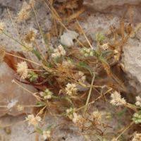 Image result for Dactyloctenium geminatum