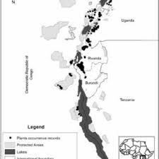 Image result for Agelanthus keilii