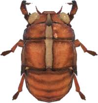 It should be noted that all of these images are several years old, however, and do not. Cicada Shell Animal Crossing Wiki Nookipedia