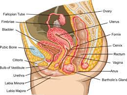 Our labeled diagrams and quizzes on the female reproductive system are the best place to start. Female Reproductive System Ck 12 Foundation