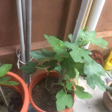Langkah demi langkah untuk hasilkan anak pokok tin kaedah tut. Belajar Cara Tanam Pokok Tin Baja Twin Fertillizer Facebook