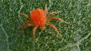 Spider mites, while members of the arachnid family, have little to do with spiders. Rose Red Spider Mites