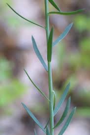 Image result for Linum usitatissimum