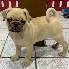 Earn points & unlock badges learning, sharing & helping adopt. Pug Puppies For Sale Troy