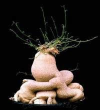 Image result for Kedrostis nana