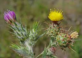 Image result for Centaurea melitensis