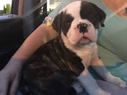 Loves attention but also loves to just lay around. Cute English Bulldog Puppies For Sale Home Facebook