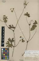 Image result for Pelargonium alchemilloides