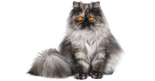 Buy and sell cats to buy on animals sale page 1. Persian Breeders Australia Persian Info Kittens