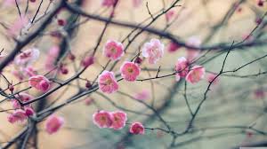 Plum Blossom Wallpapers On Wallpaperdog Chinese new year greetings and lanterns. plum blossom wallpapers on wallpaperdog