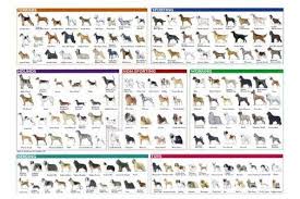 Dog Breeds Identification Poster 24inx36in Poster Dog