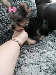 Intelligent, affectionate, and gentle, the yorkiepoo makes a delightful companion and is perfectly suited for apartment life ridgewood kennels has been placing yorkiepoo puppies for sale in pa, ny, nj, de, md, ri, and farther for 40 years! Teacup Yorkie Puppies For Sale In Harrisburg Pennsylvania Classified Americanlisted Com